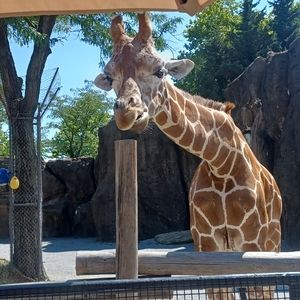 Meet your Posher, Morgan